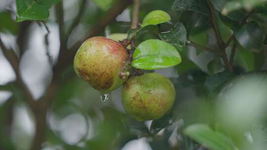 山茶树山茶果视频宣传片素材