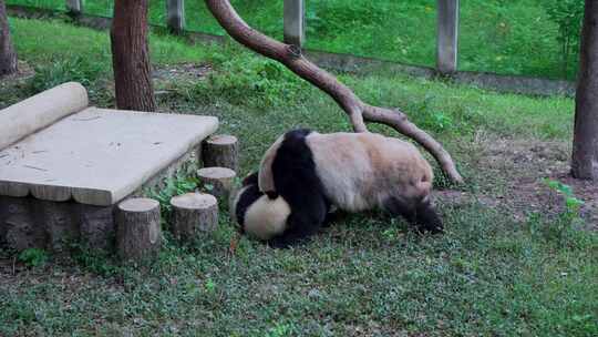 熊猫母子玩耍