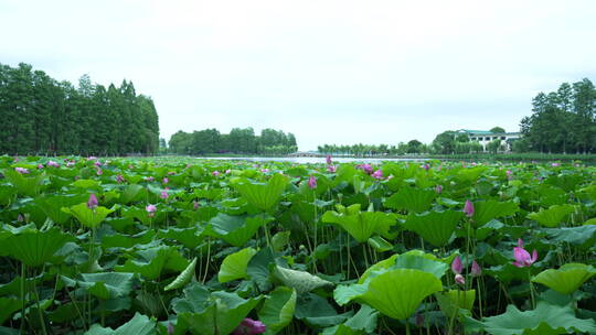 武汉东湖生态旅游风景区