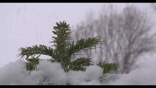 雪中的松枝