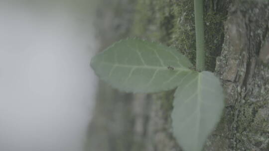 森林树木叶片上的蚂蚁昆虫微距延时