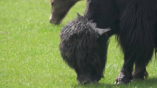 黑毛牦牛在草原上吃草视频素材模板下载