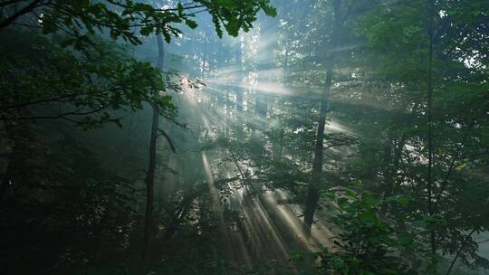 阳光照进森林