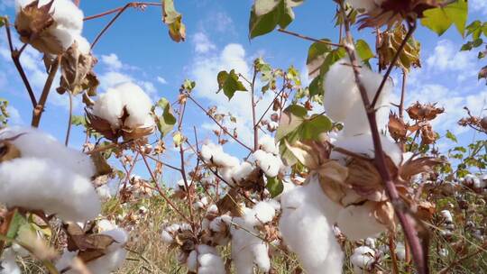 棉花田，纯白的棉花准备收割，映衬着蓝天