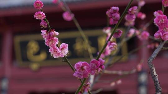 春暖花开梅花视频素材