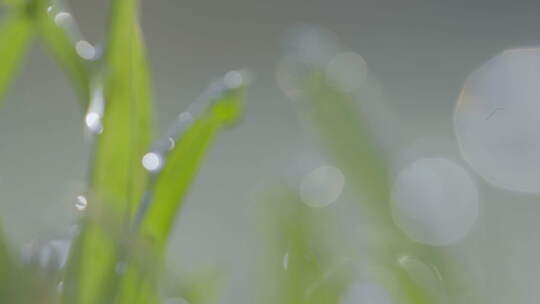 清新的晨露依附在充满活力的绿色草叶上，被视频素材模板下载
