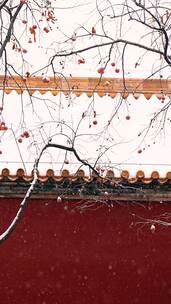 4K升格实拍大雪中的北京故宫红墙柿子树竖屏