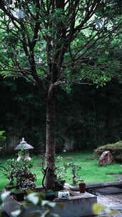 庭院绿植盆栽景象