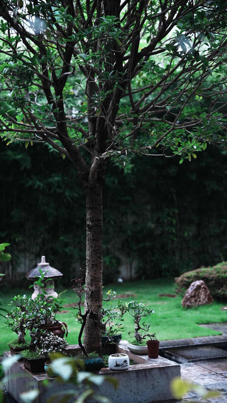 庭院绿植盆栽景象