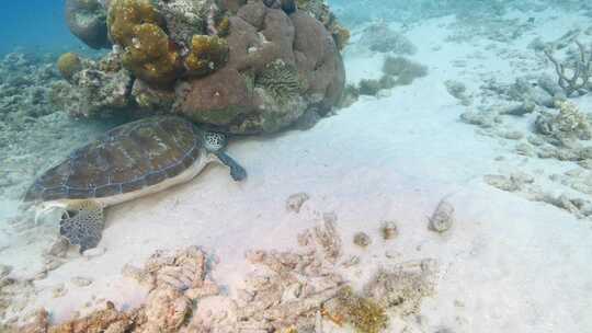 海龟，海洋，海洋生物，水下