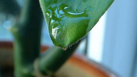 植物叶片上的水滴