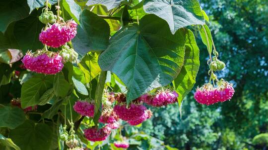 非洲芙蓉花