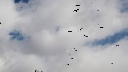 成群的秃鹫鸟类蓝天白云飞翔降落落地视频素材模板下载