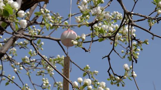 春天梨花盛开微风吹拂春天素材