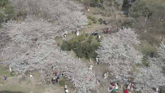 武汉江岸区堤角公园春天航拍