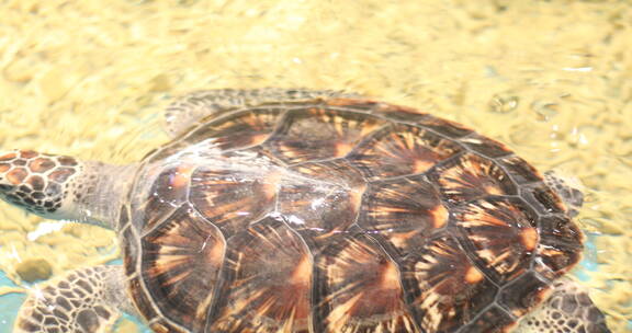 海龟 海洋生物 水族馆