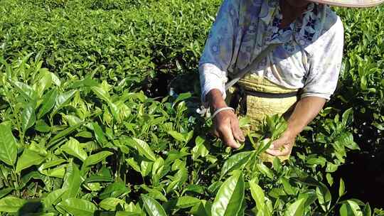 茶山茶园绿茶春茶茶叶采茶