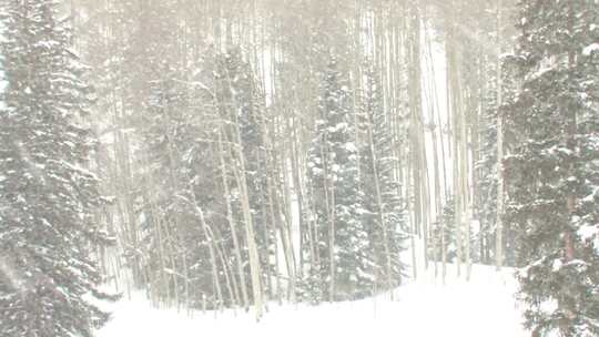 冬季飞雪中的树林视频素材模板下载