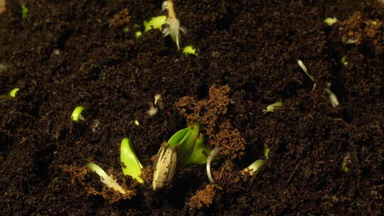 植物种子生根发芽生长延时拍摄