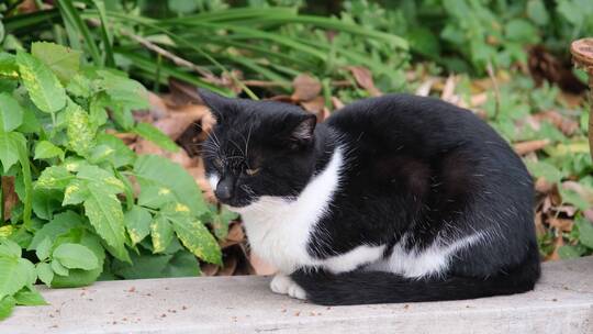 趴在花坛边的猫咪视频素材模板下载