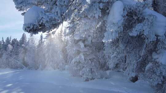 新疆喀纳斯雪景-逆光雾凇雪松