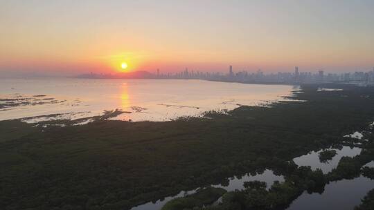 红树林 福田红树林 滨海大道