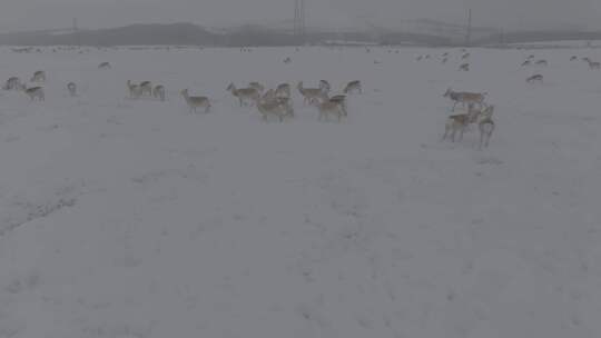 冬天雪地里来了野生黄羊