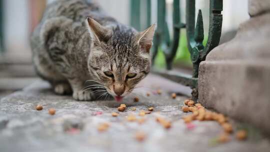 室外投喂流浪猫吃猫粮