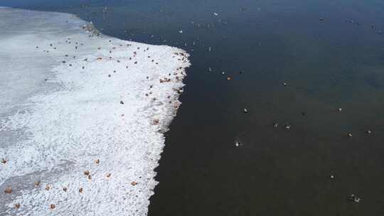 青海青海湖湖面鸟群航拍视频