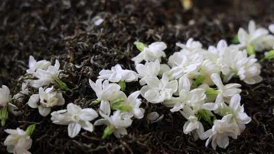 唯美茉莉花与茉莉花茶制作福州茉莉花种植园