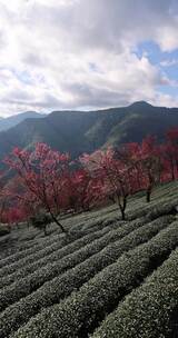 冬日大理无量山樱花谷茶园农业生态