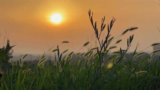 日落时分草被微风吹动的特写