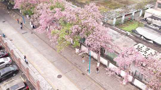 广州华师紫荆花4k高清航拍