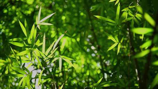 竹叶光影竹园竹林竹子唯美意境