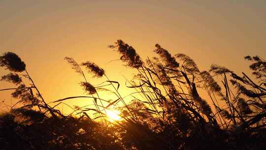 芦苇夕阳唯美意境空镜