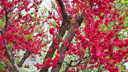 春天盛开的红色桃花
