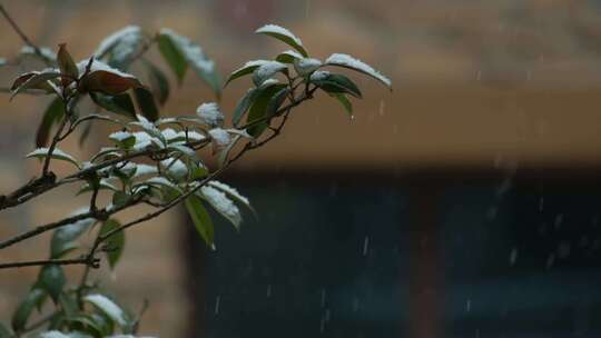 大雪中的屋前桂花树