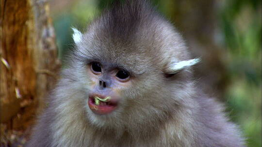 云南滇金丝猴进食