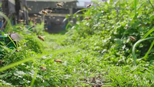 养蜂场蜜蜂飞舞