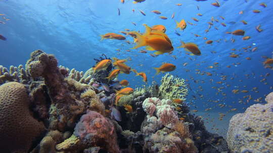 海水珊瑚花园视频素材模板下载