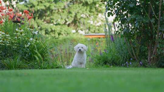 狗，花园，Coton De Tulear