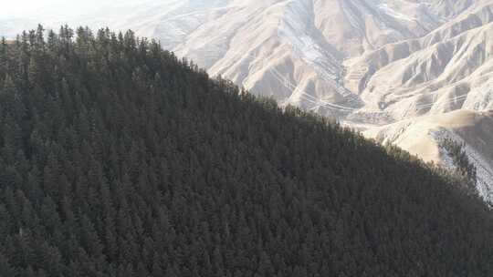 青海贵德阿什贡树木田地山峰航拍视频