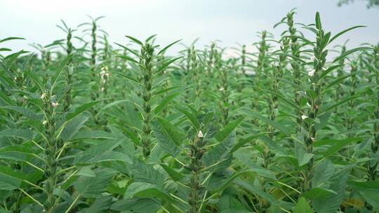 芝麻种植视频素材模板下载