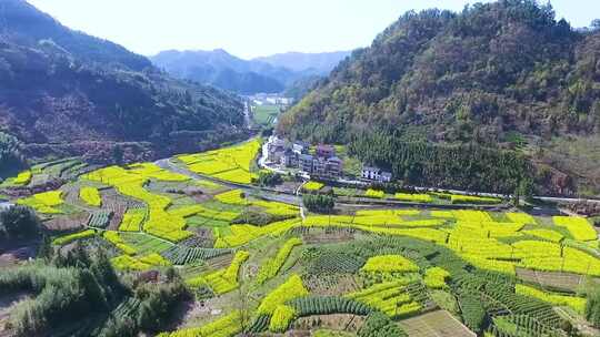 春天村落油菜花开