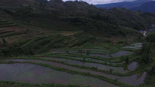 雷波马湖莼菜