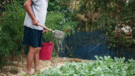 农村菜地里农民爷爷提着桶子给菜地浇水