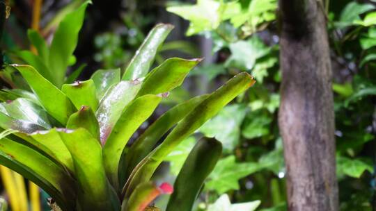 观赏雨林缸造景热带植物