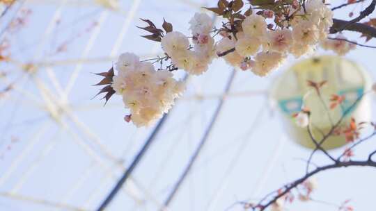 春游游乐园小清新摩天轮旁的樱花