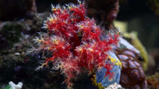 海洋生物视频素材模板下载