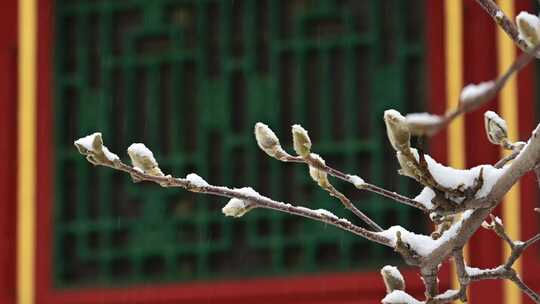 北京颐和园皇家园林大雪纷飞中式窗格